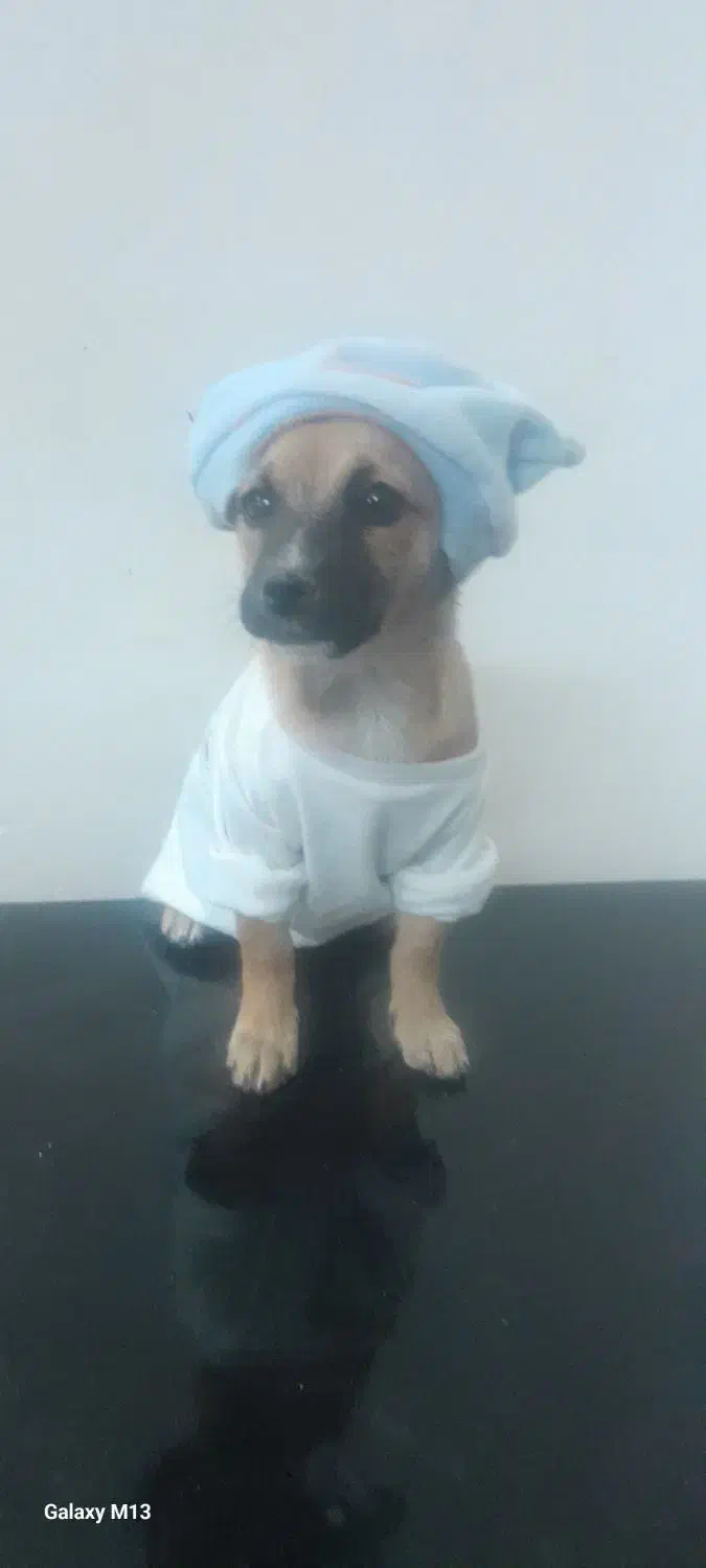 2 قلاده توله 5 ماهه نژاد اشپیتز نر و ماده|سگ|دامغان, |دیوار