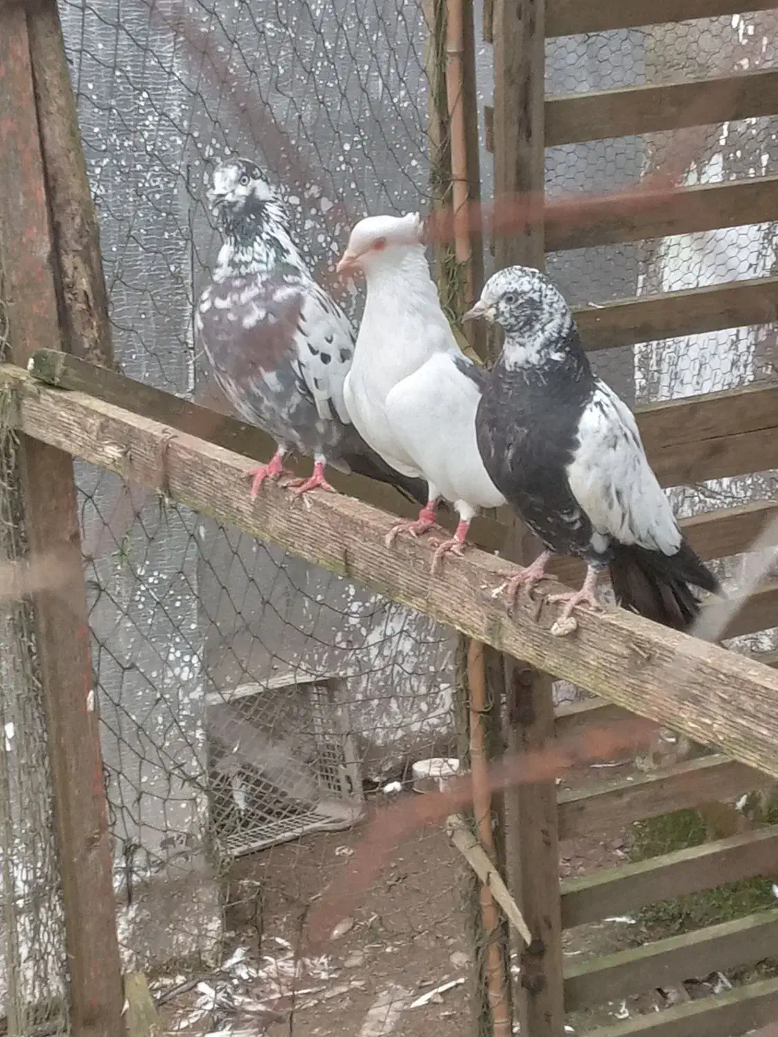 کبوتر|پرنده|خمام, |دیوار