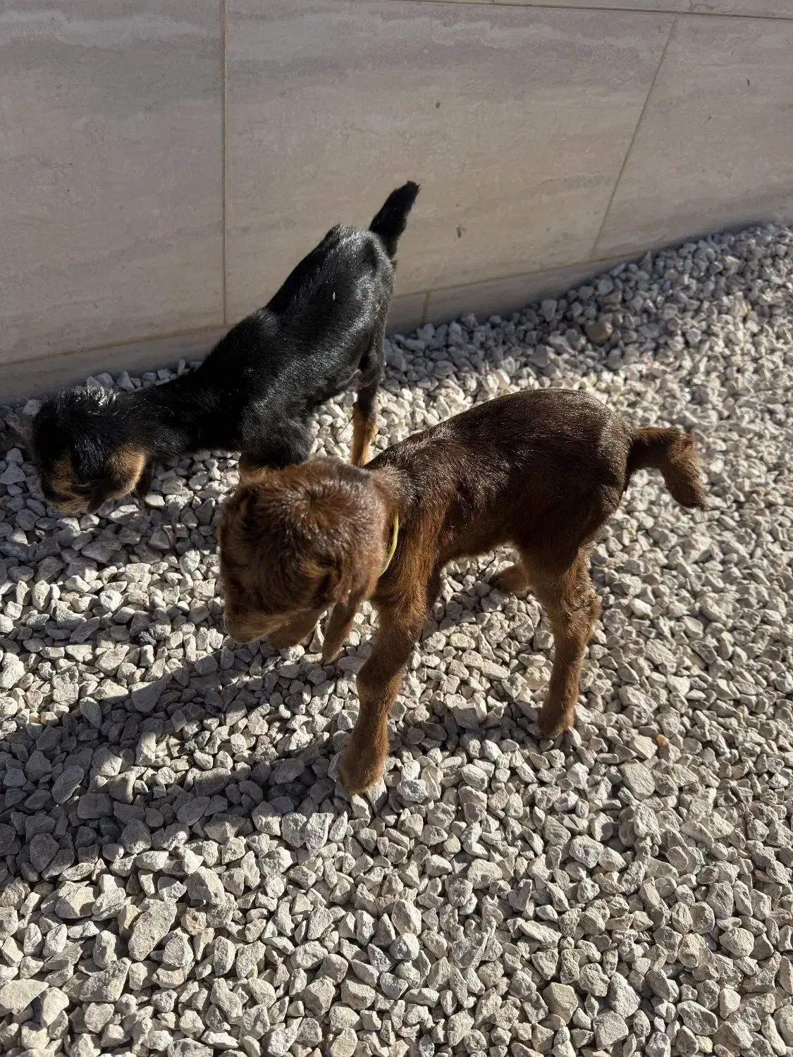 کهره شیری|حیوانات مزرعه|مرودشت, تامین اجتماعی|دیوار