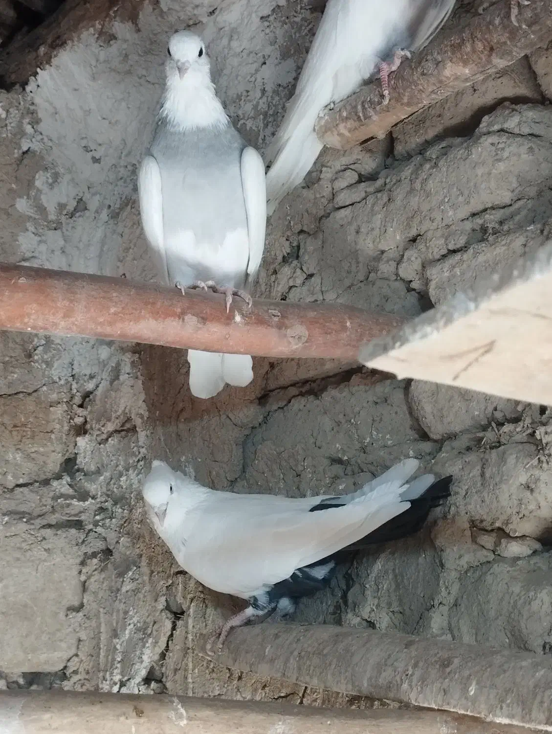 طوقی کاغتی کله ای تک سبز|پرنده|لالجین, |دیوار