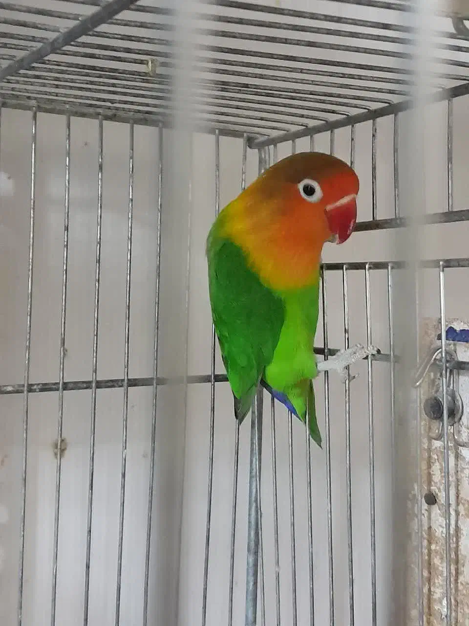 کوتوله برزیلی نر مست مست فیشر آماده جفتگیری|پرنده|اصفهان, سرچشمه|دیوار