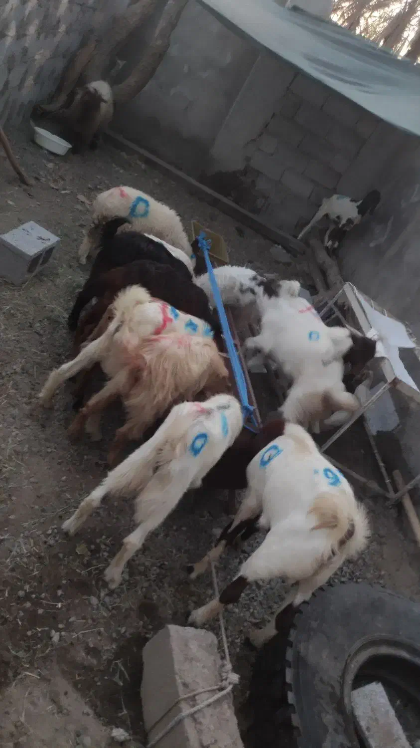 کهره و بره کشاکی گوشتی میکشم تحویل میدم|حیوانات مزرعه|جیرفت, |دیوار