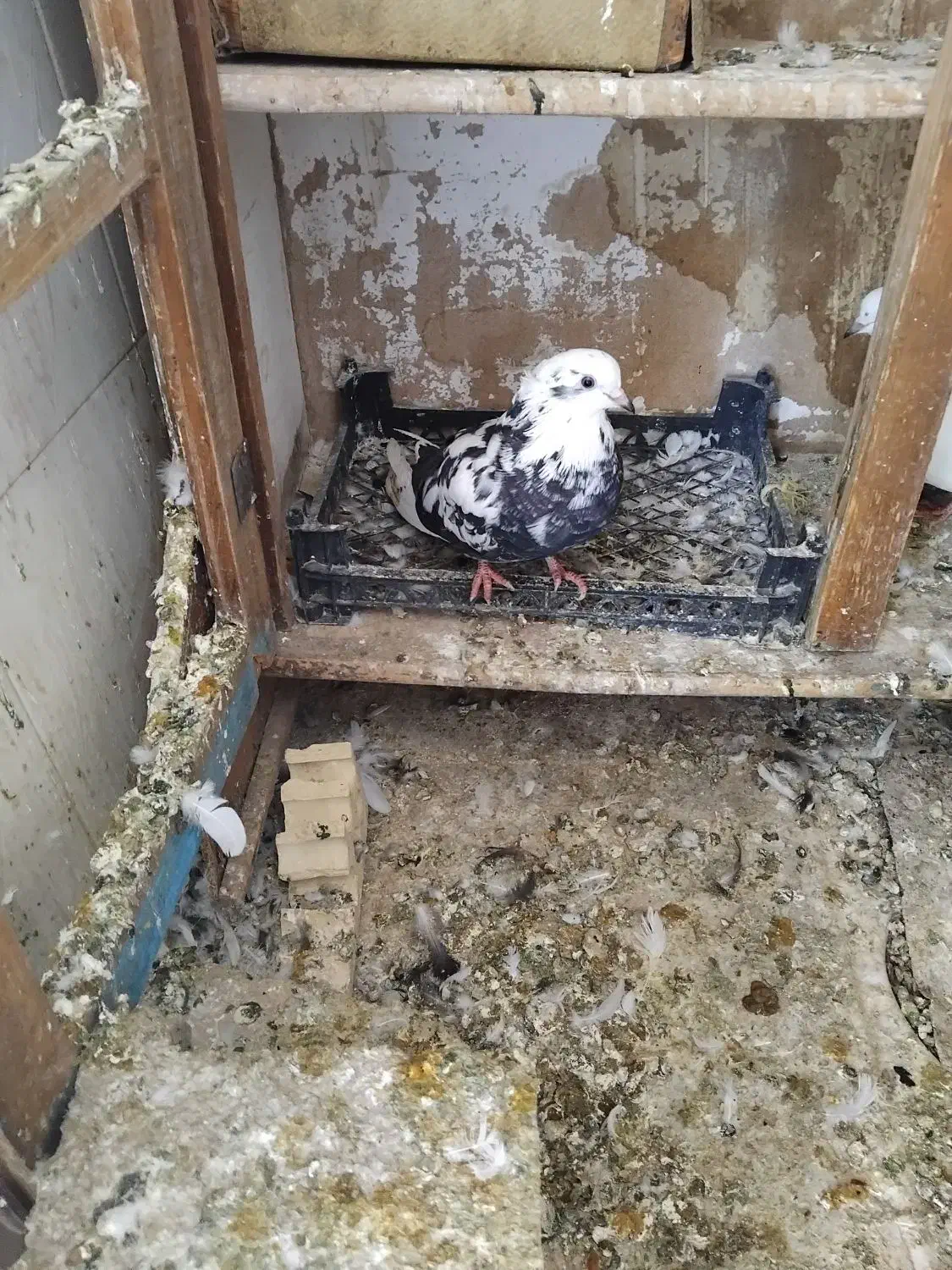 کبوتر|پرنده|پلدختر, |دیوار