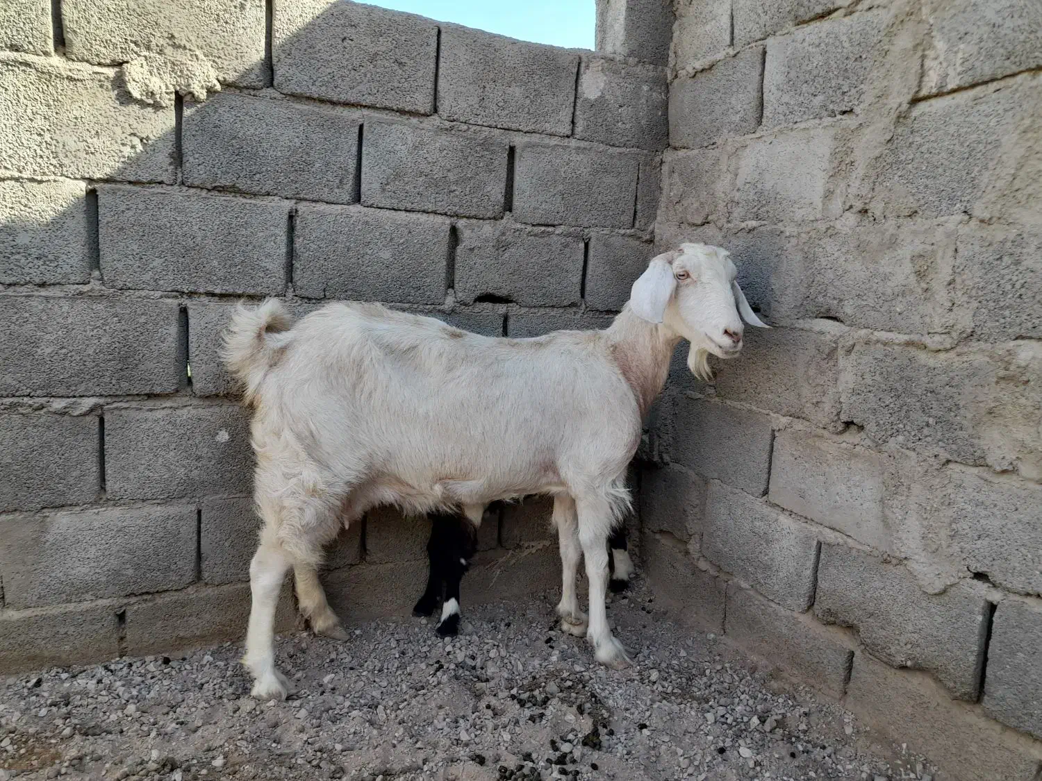 بز دورگ دوقلودار|حیوانات مزرعه|طبس, |دیوار