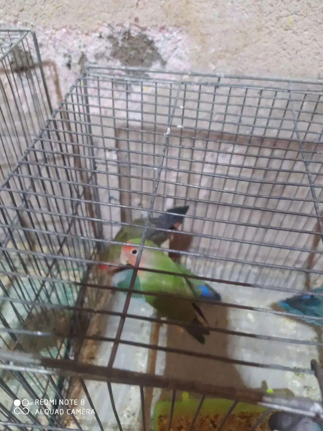 عروس هلندی .قناری .طوطی برزیلی|پرنده|کنگاور, |دیوار