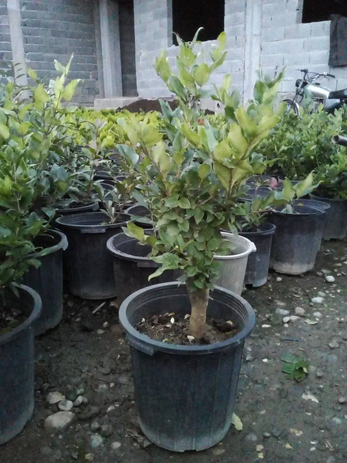 گل یاس|گل و گیاه طبیعی|کلاچای, |دیوار