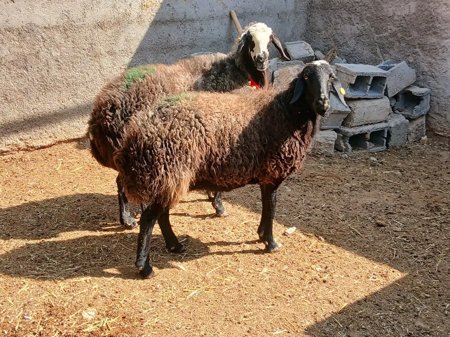 میش شال... کارخونه بره|حیوانات مزرعه|شیراز, کرونی(خاتونک)|دیوار