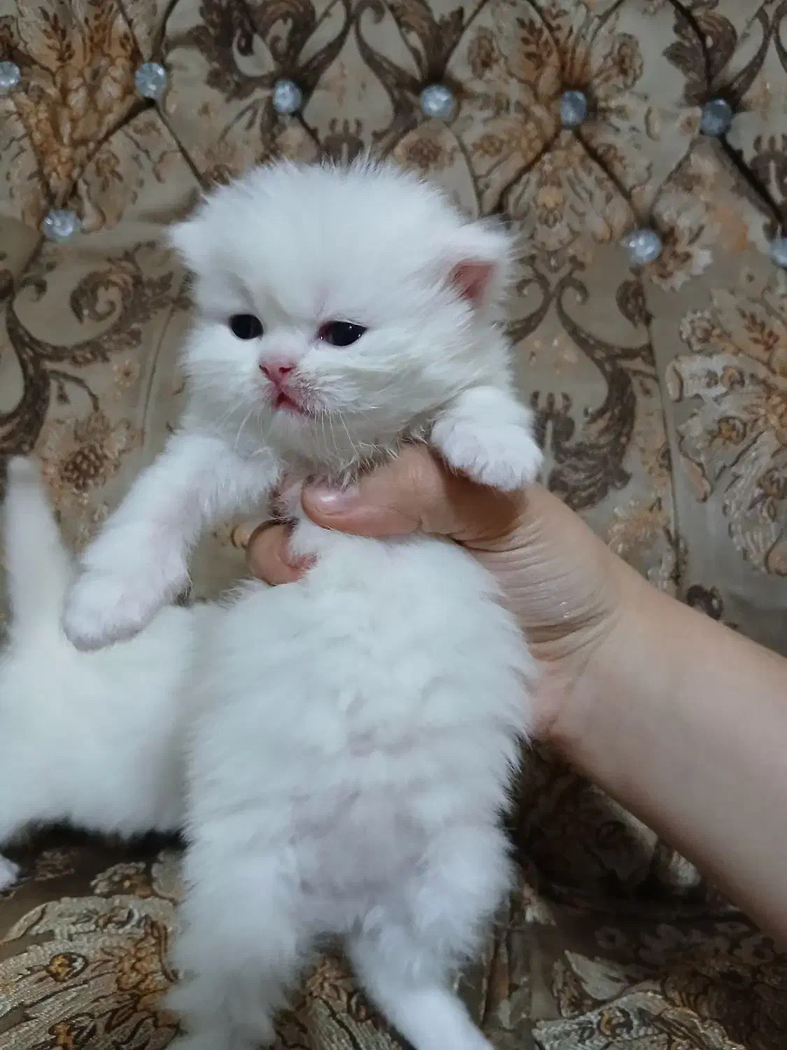 بچه گربه های بیریتیش|گربه|تهران, نبی اکرم|دیوار