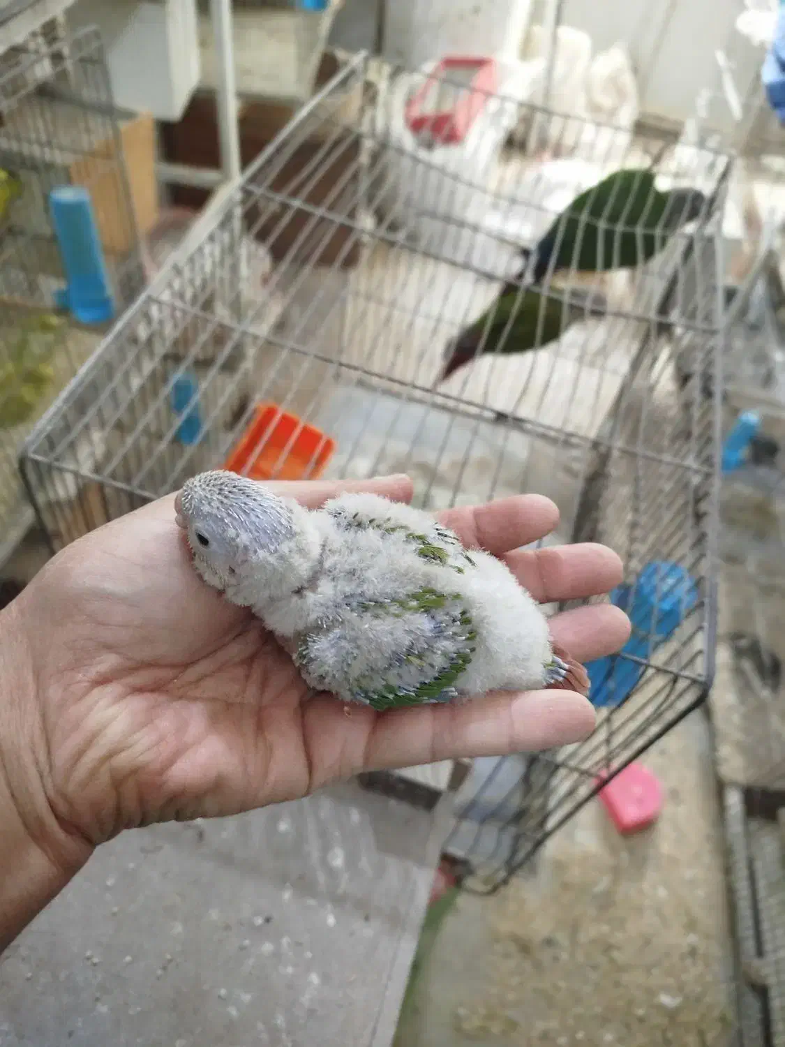 تعدادی پرنده خونگی|پرنده|جیرفت, |دیوار