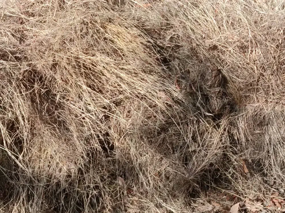 علوفه باغی بسته بندی شده|لوازم جانبی حیوانات|مینودشت, |دیوار