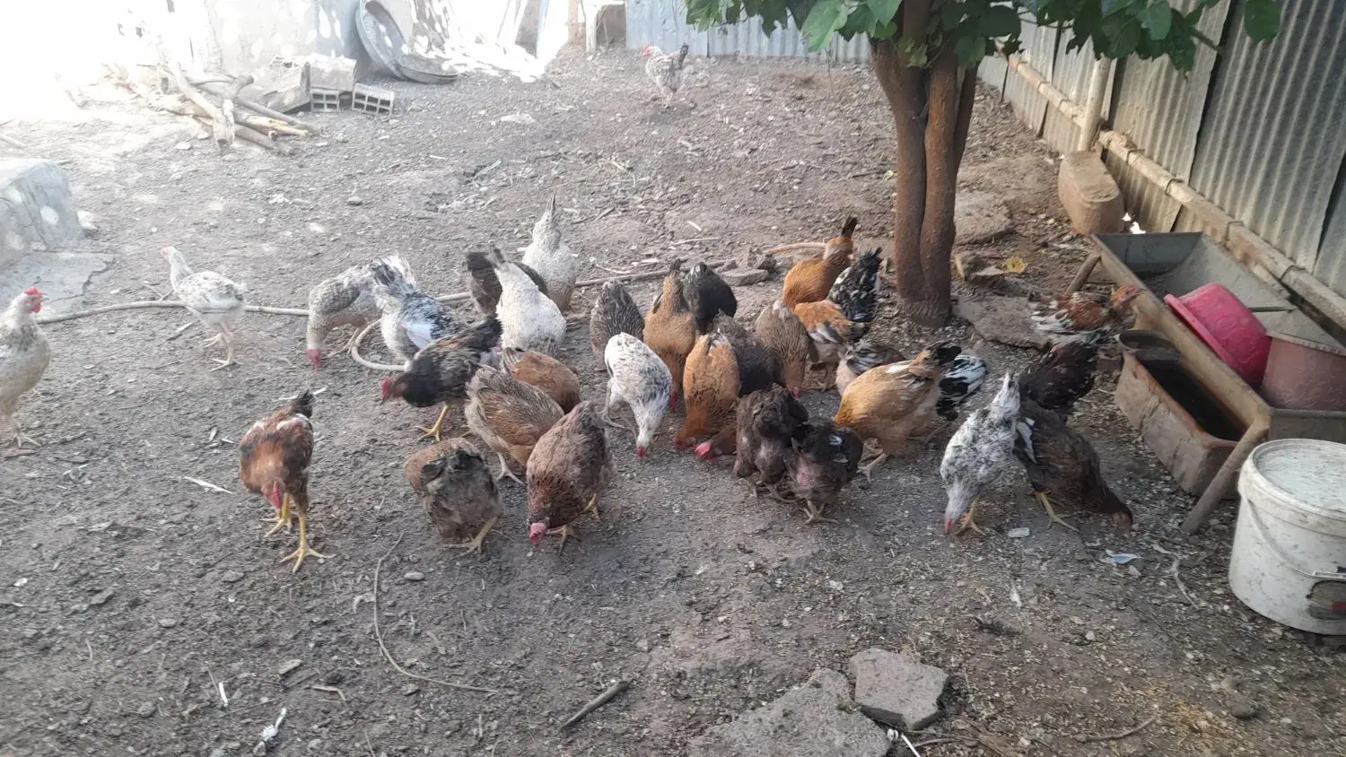 مرغ تخم گذار|حیوانات مزرعه|شوشتر, |دیوار