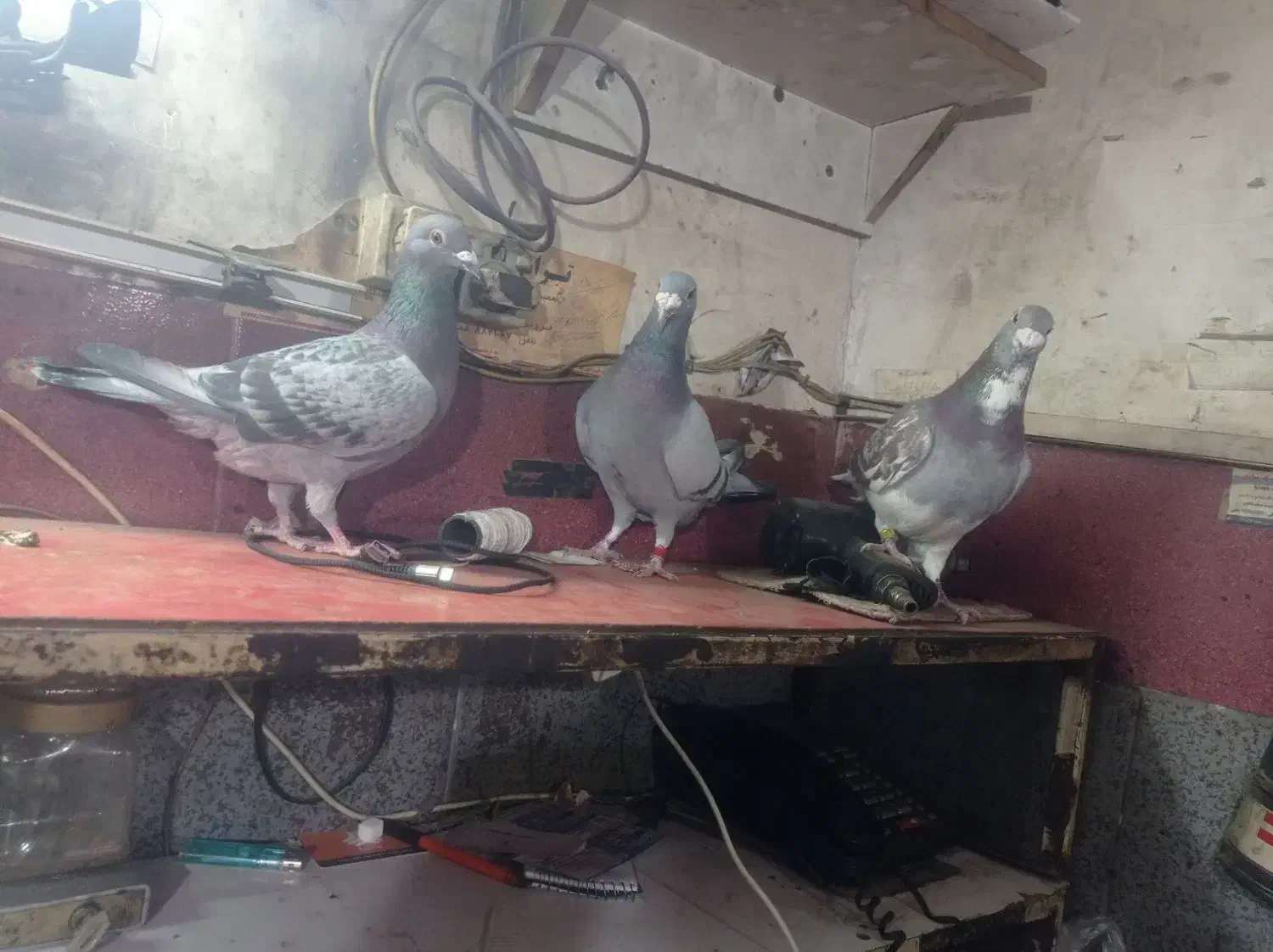 دوبر سرعتی|پرنده|اردبیل, |دیوار