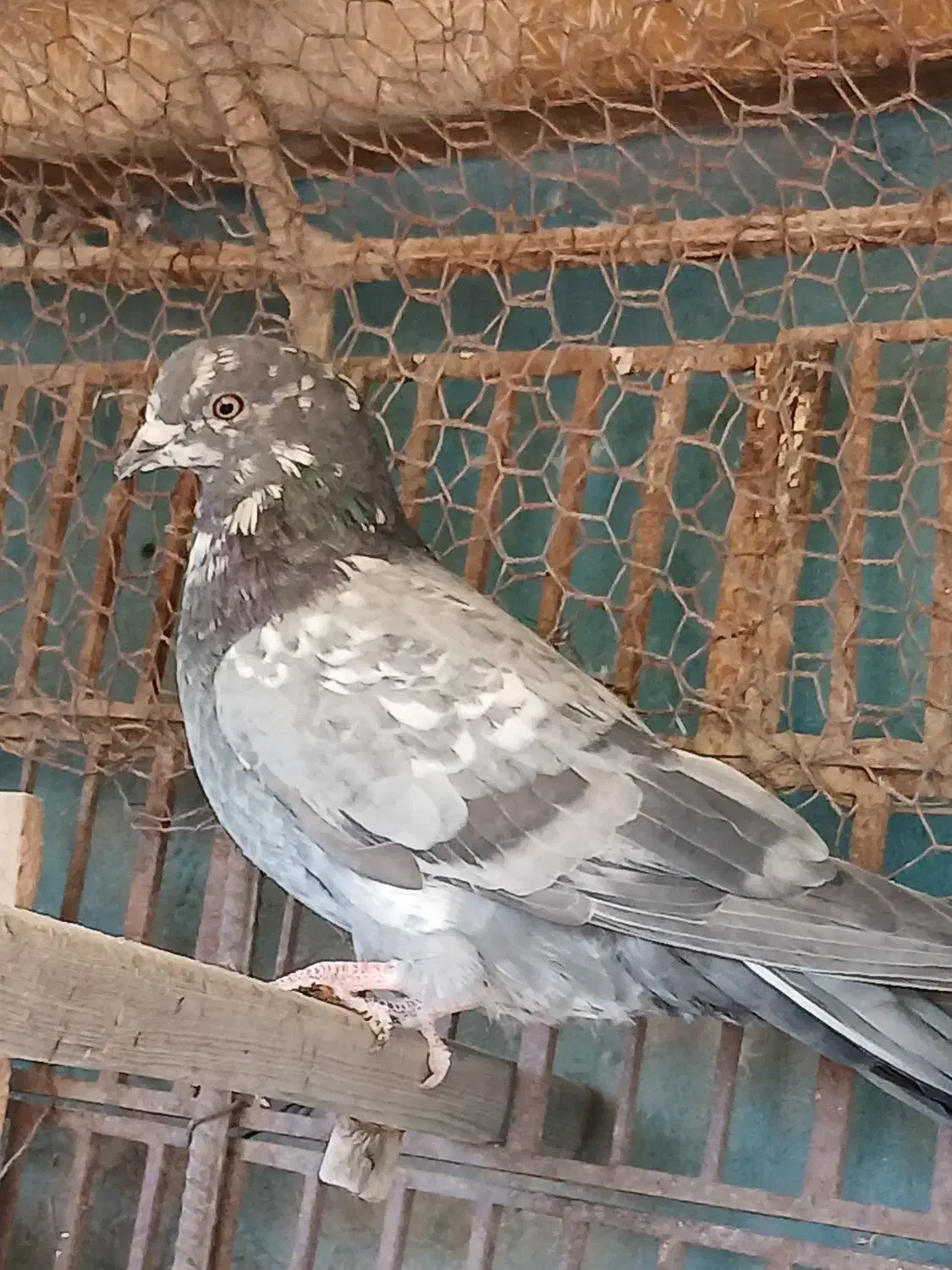 کفتر ماده|پرنده|بومهن, |دیوار