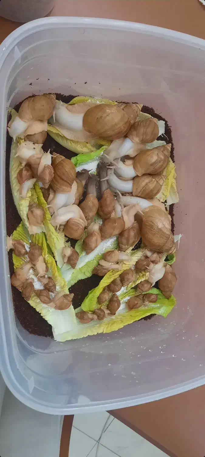 حلزون  تخم گذار|خزنده|کرج, چهارصد دستگاه|دیوار