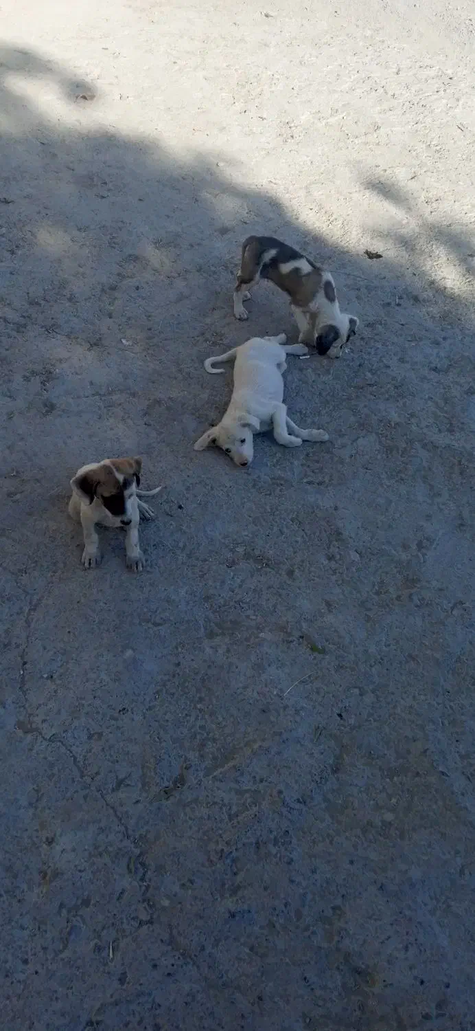 سگ پاکوتاه|سگ|شیروان (خراسان), |دیوار