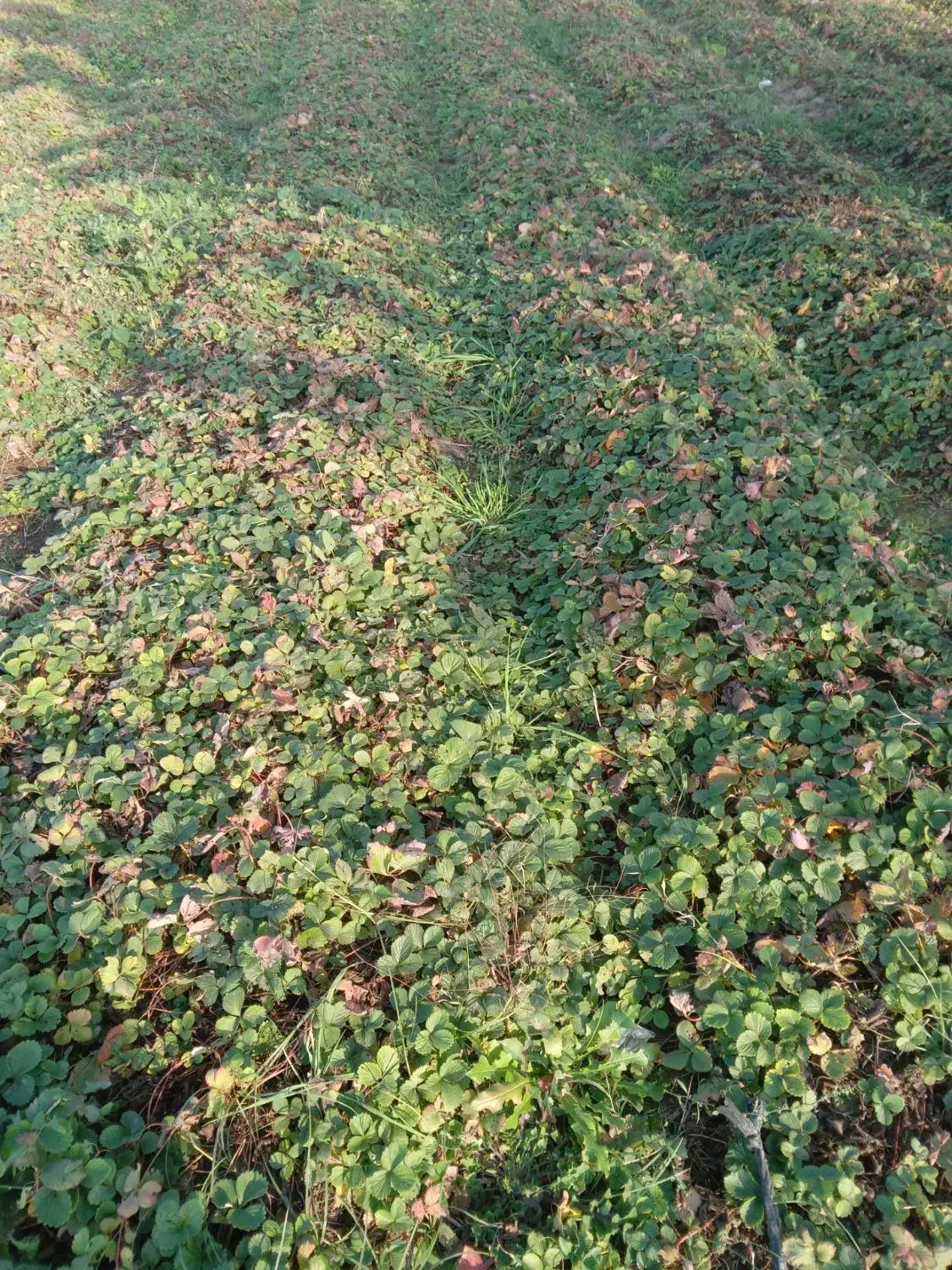 نهال توت فرنگی سابرینا|گل و گیاه طبیعی|خان ببین, |دیوار