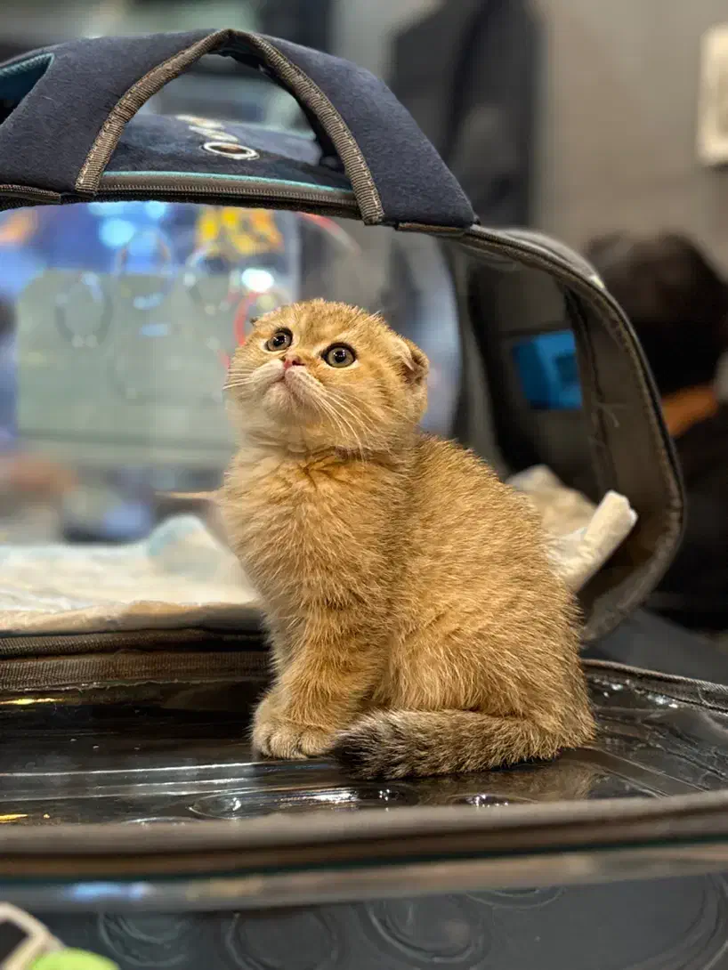 اسکاتیش گلد نر و ماده|گربه|لاهیجان, شیشه گران|دیوار