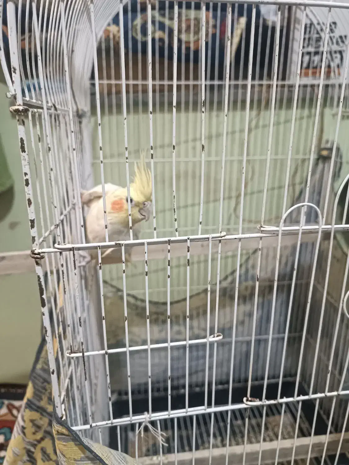 عروس هلندی بالغ ماده|پرنده|دلند, |دیوار