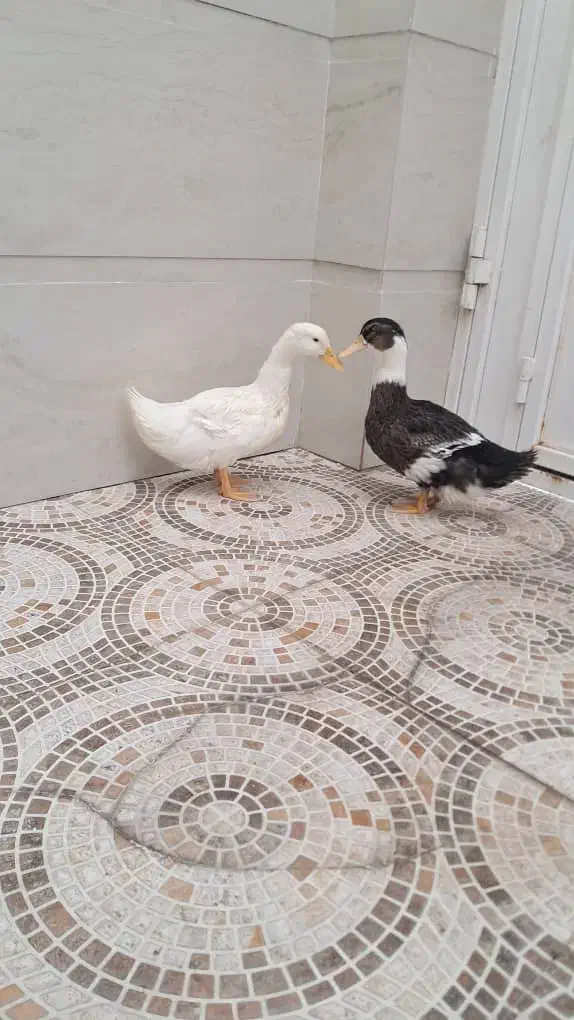 فروش دو اردک خانگی|حیوانات مزرعه|جم, |دیوار