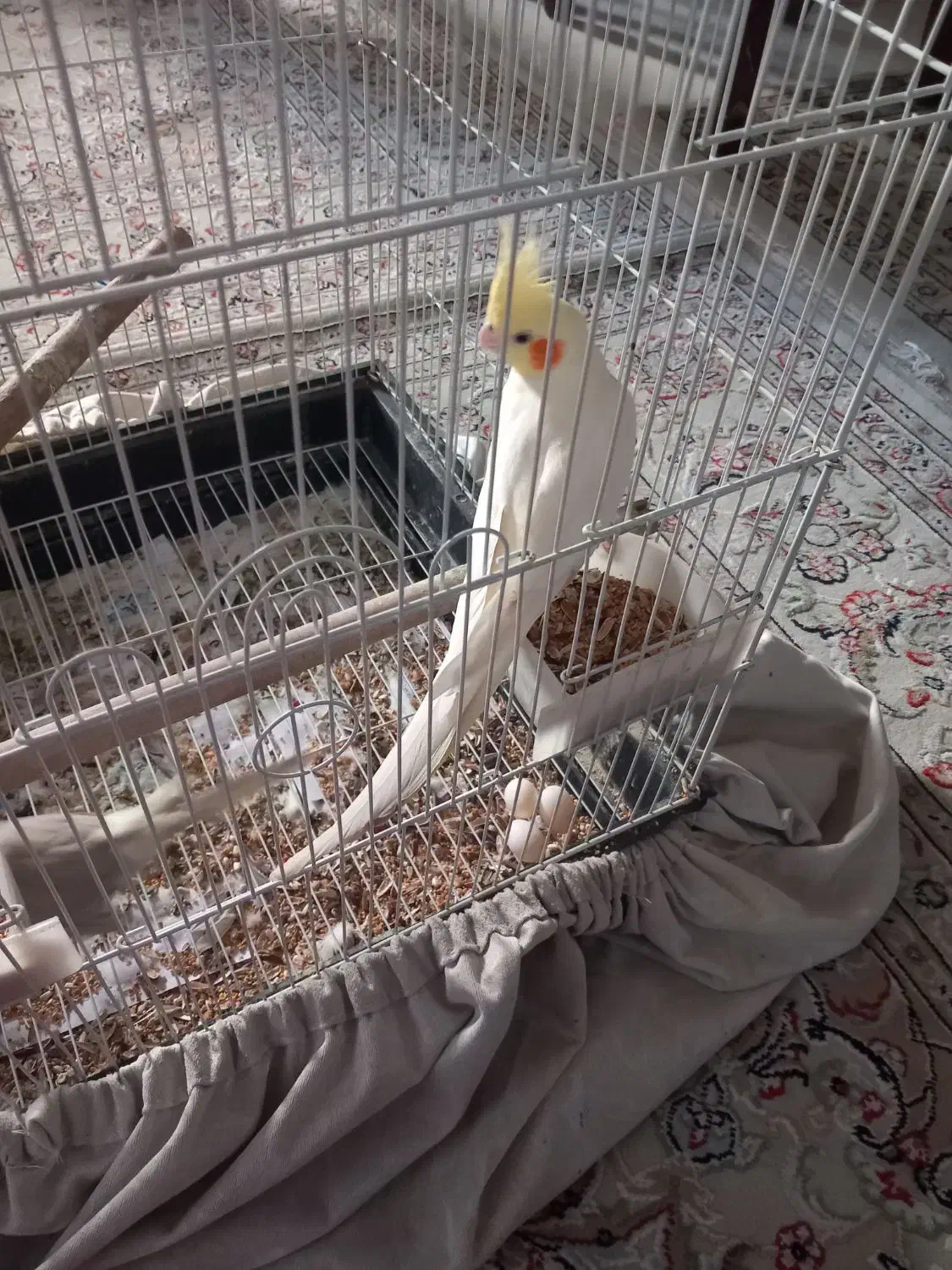 یک جفت عروس هلندی با قفس|پرنده|وحیدیه, |دیوار