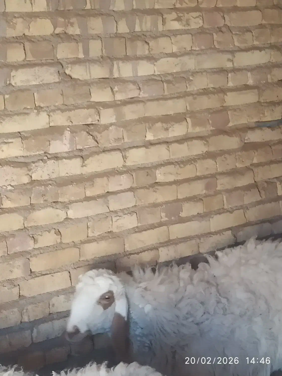 میش|حیوانات مزرعه|یزد, |دیوار