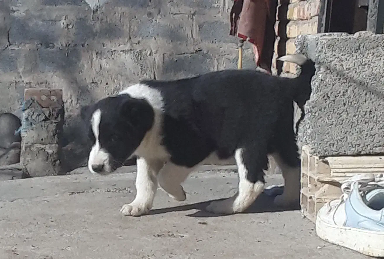 واگذاری|سگ|سراب, |دیوار