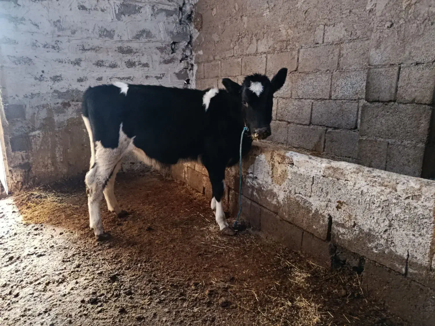 گوساله ماده|حیوانات مزرعه|اردبیل, |دیوار