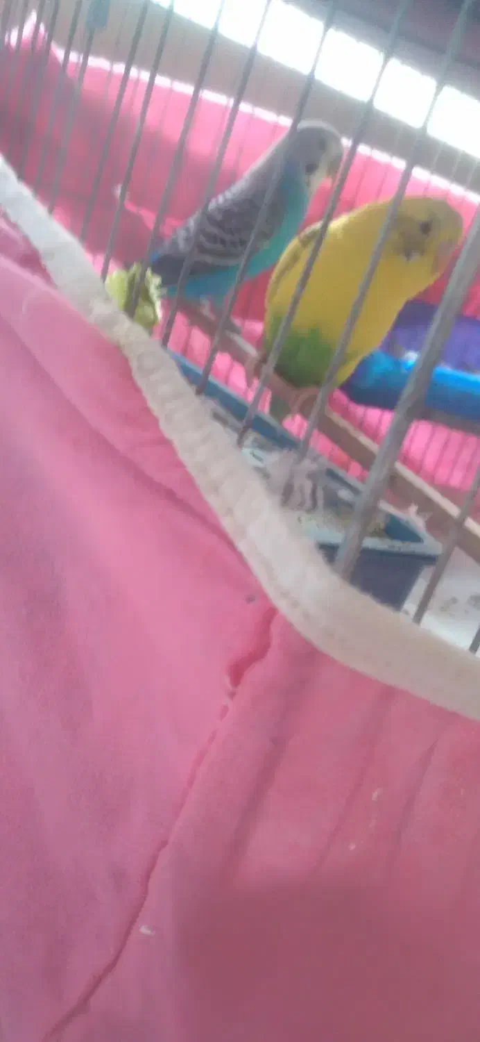 مرغ عشق|پرنده|پاکدشت, پاکدشت (مامازند)|دیوار