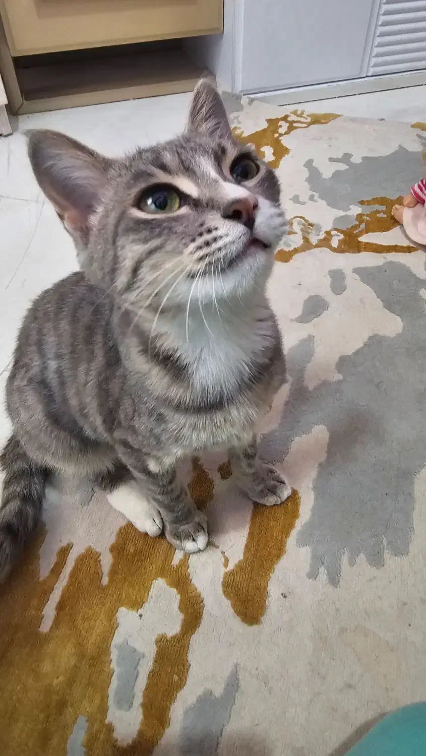 واگذاری گربه|گربه|بابل, |دیوار