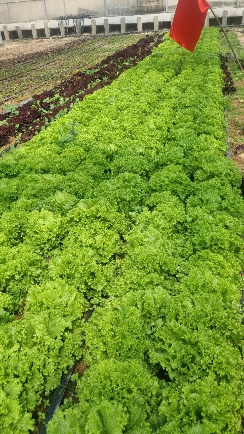 کارگر گلخانه|استخدام صنعتی، فنی، مهندسی|بیضا, |دیوار