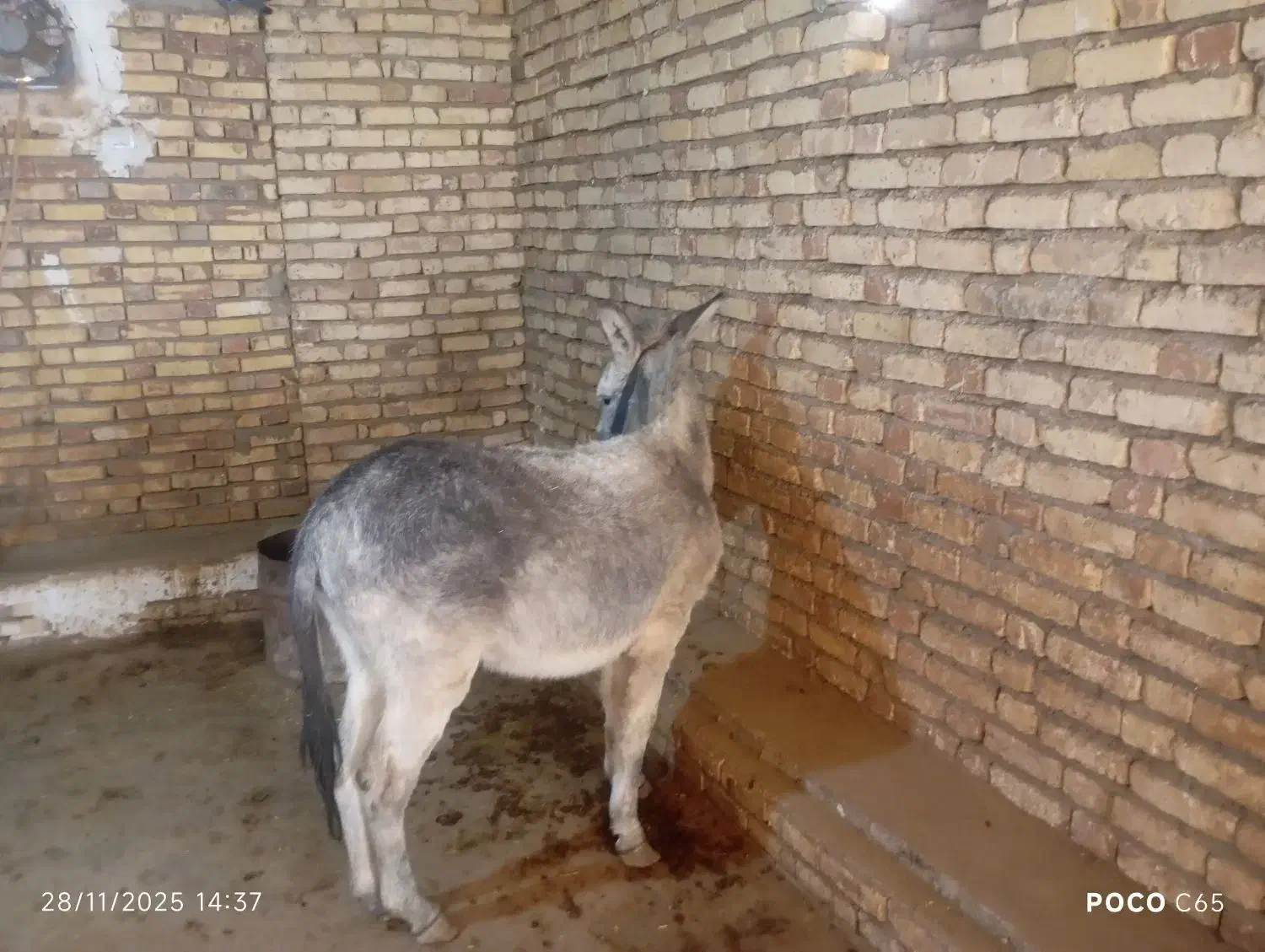 هنر خوب باری جوان|حیوانات مزرعه|کلیائی, |دیوار