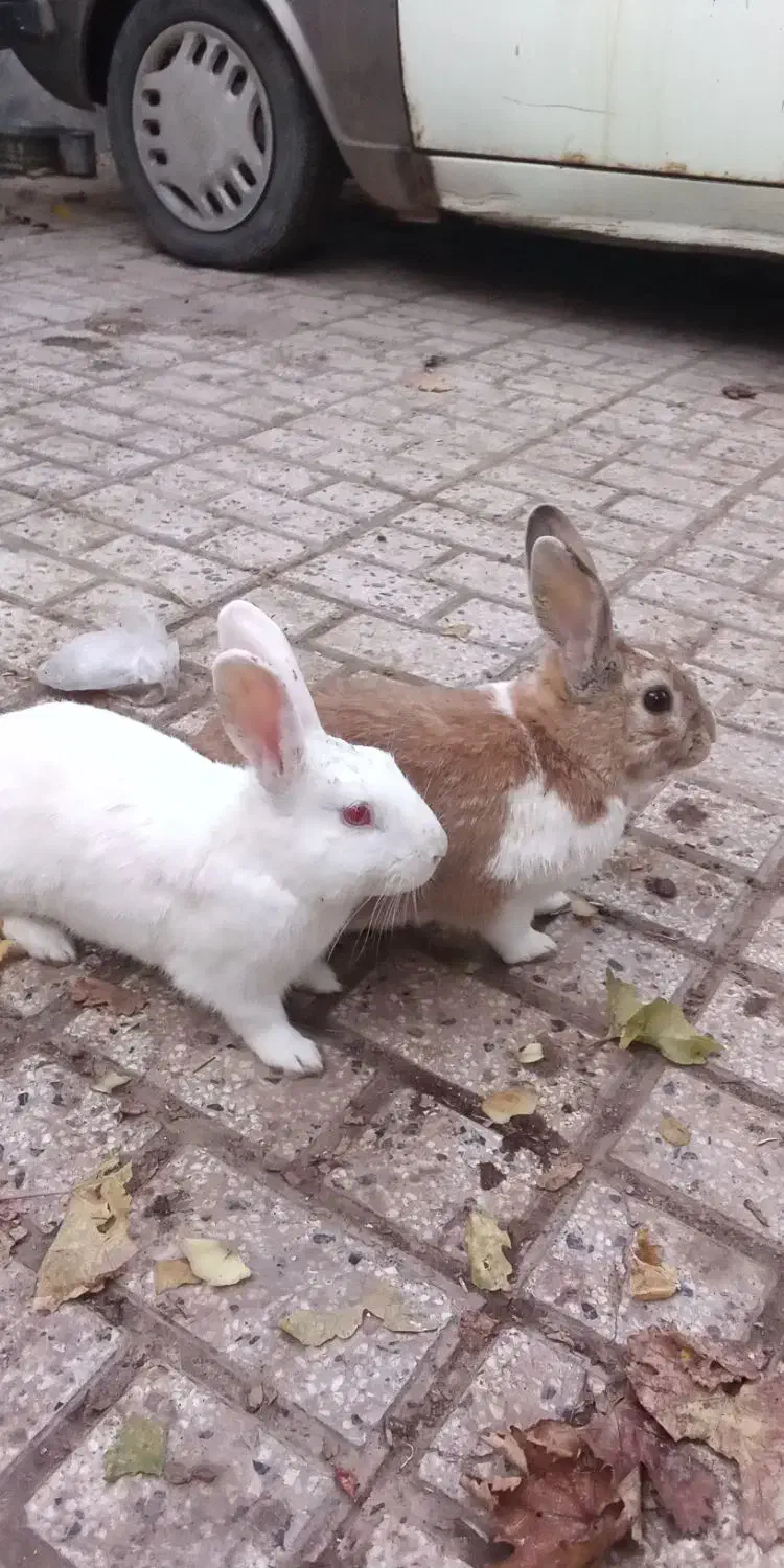 خرگوش|موش و خرگوش|نیشابور, رحمت آباد|دیوار