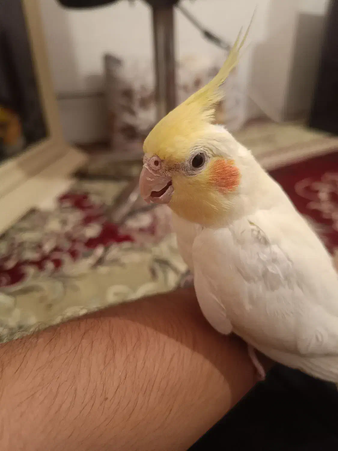 عروس هلندی مولد|پرنده|مهاباد (آذربایجان غربی), |دیوار