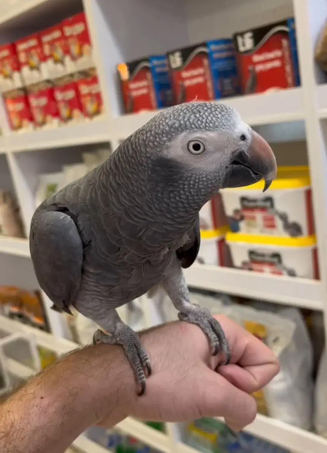 کاسکو سخنگو|پرنده|آمل, |دیوار