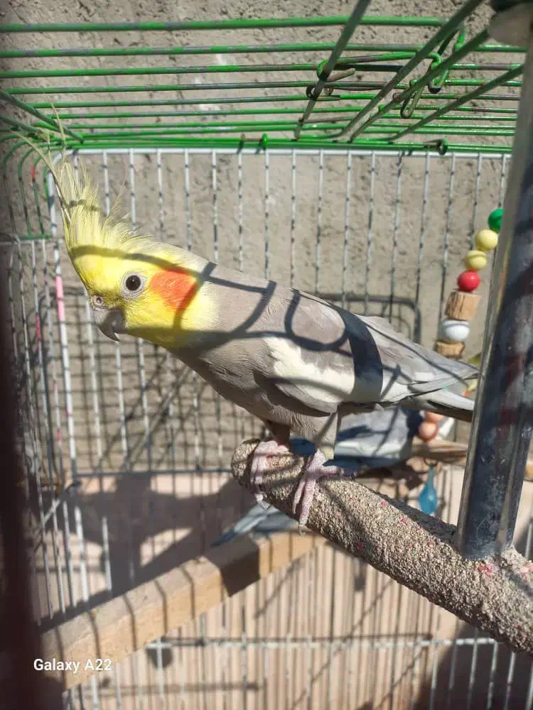 دو عدد عروس هلندی هر دو نر هستن بسیار بازیگوش|پرنده|بهارستان, |دیوار