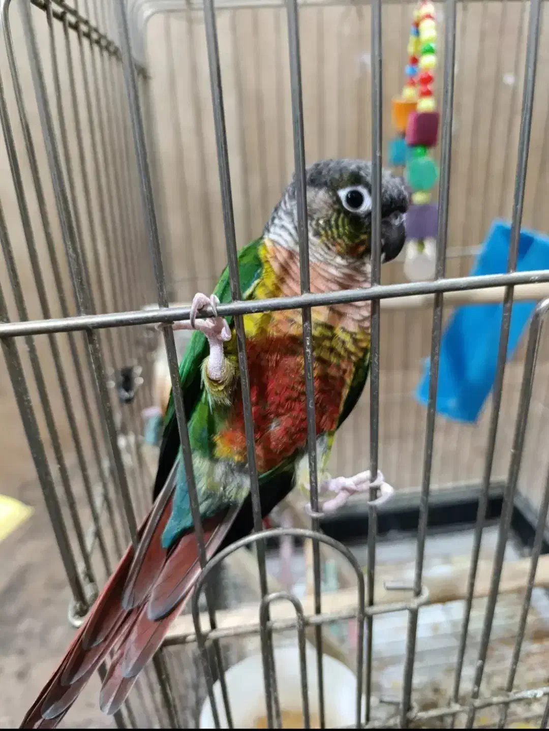 گرینچیک سخنگو رام رام|پرنده|زنجان, |دیوار