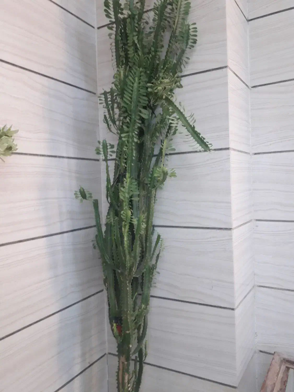 فروش گل های طبیعی فارسان همه باهم هشتصدتومان|گل و گیاه طبیعی|شهرکرد, |دیوار