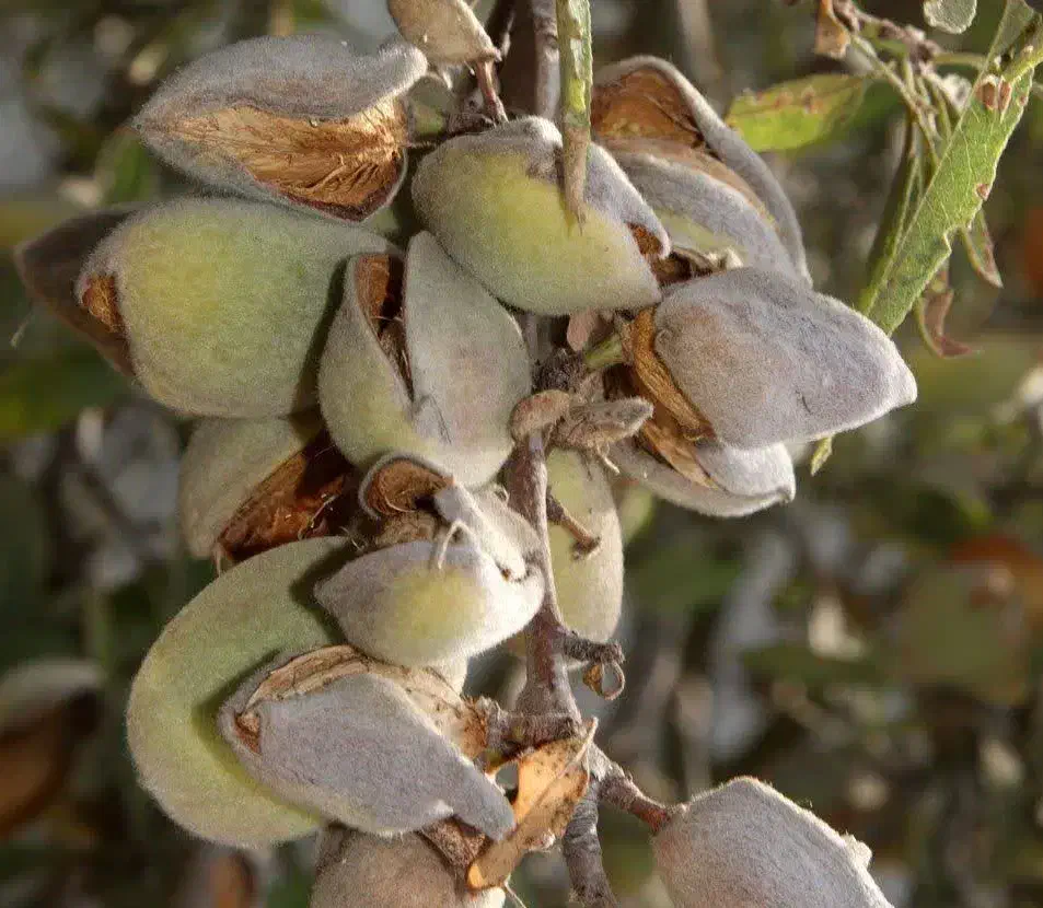 ارائه نهال بادام سوپر نوا به قیمت ۵۰ هزار تومان|خدمات باغبانی و درختکاری|بوکان, |دیوار