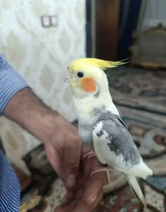 عروس هلندی ابلغ دستی|پرنده|قم, چهل اختران|دیوار