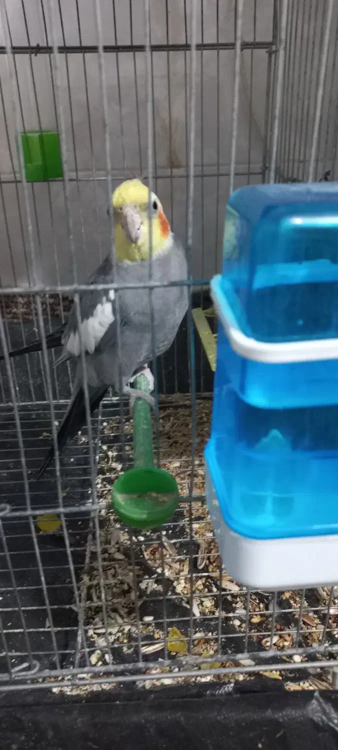 عروس هلندی|پرنده|بندر دیر, |دیوار