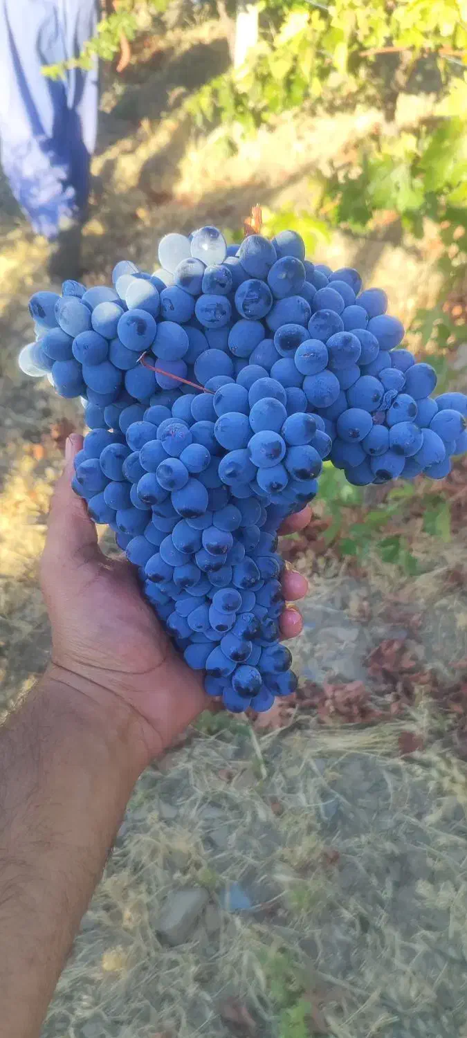 ۴/۵۰۰کیلو انگور ساردخانه انگور سیاه درجه ۱|عمدهفروشی|سردشت, |دیوار