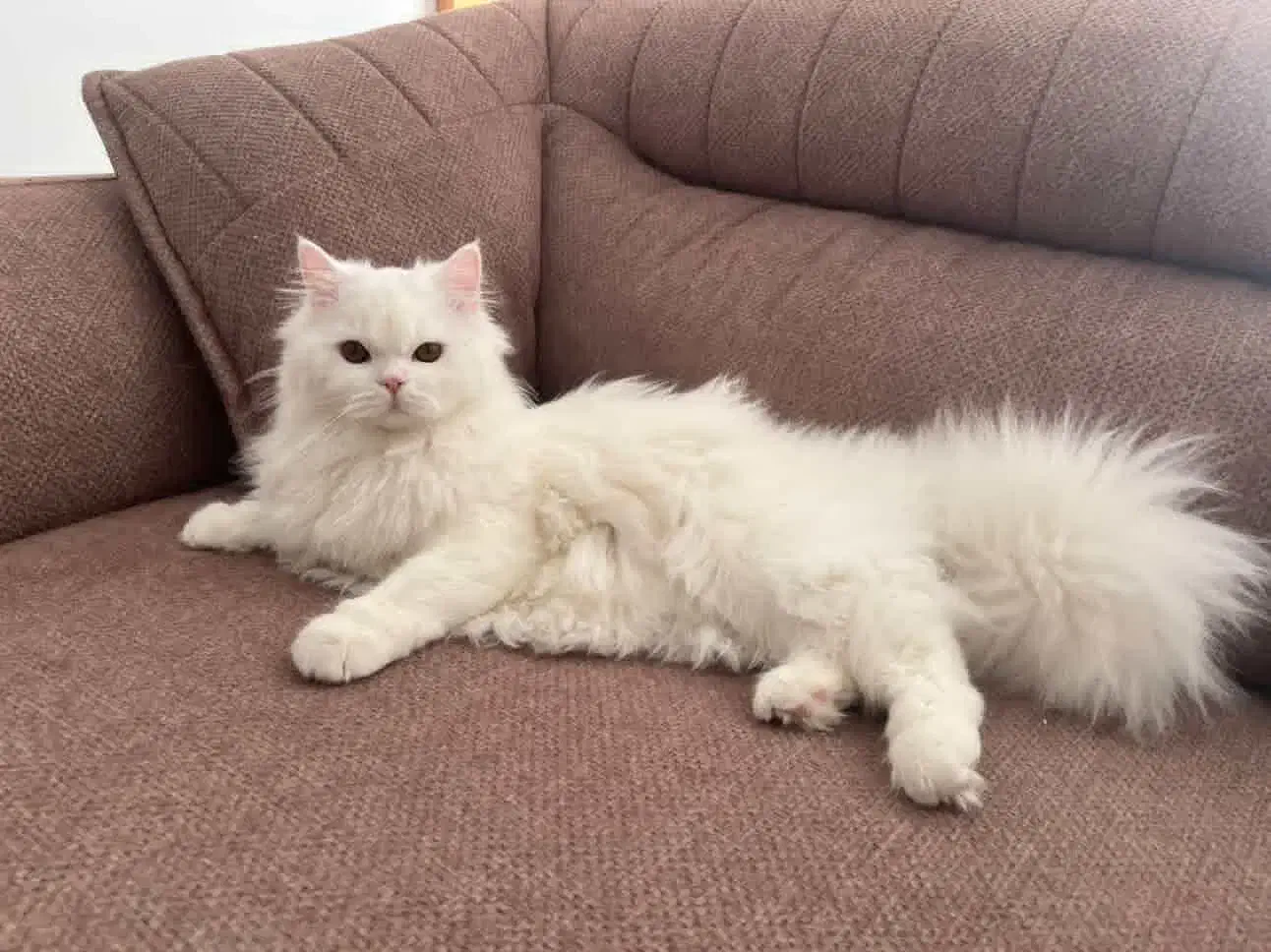 گربه پرشین هیمالیا هشت ماهه|گربه|مشهد, چهارچشمه|دیوار