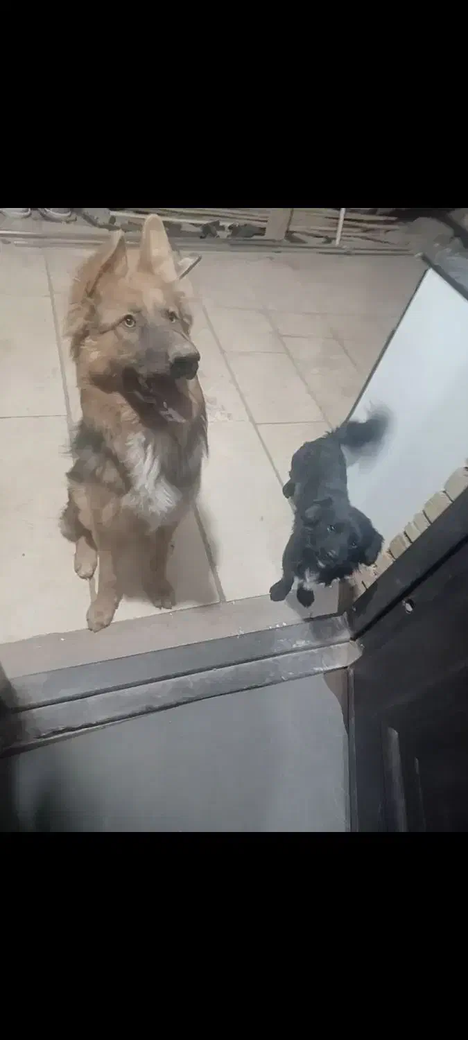 سگ ژرمن شپرد|سگ|تهران, تهرانسر شمالی|دیوار