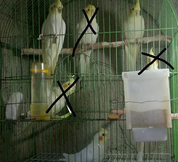 به فروش میرسد|پرنده|شیروان (خراسان), |دیوار