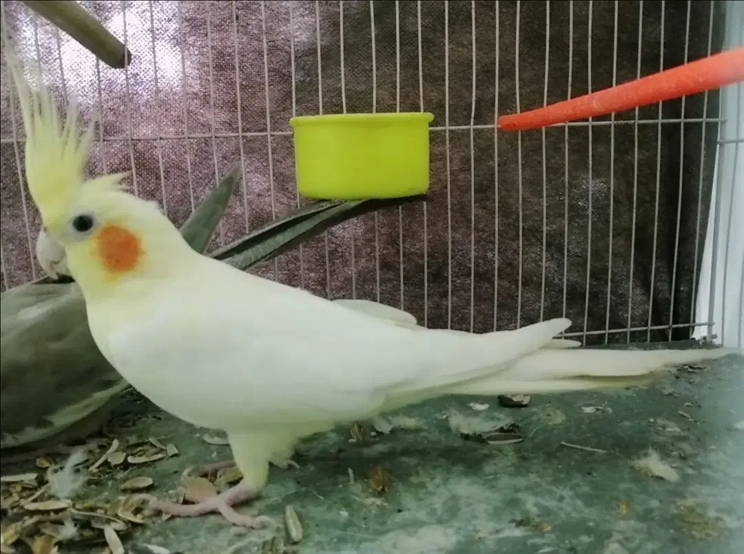 جفت عروس فروش و معاوضه|پرنده|مشهد, طبرسی شمالی|دیوار