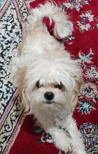 واگذاری سگ|سگ|تبریز, |دیوار