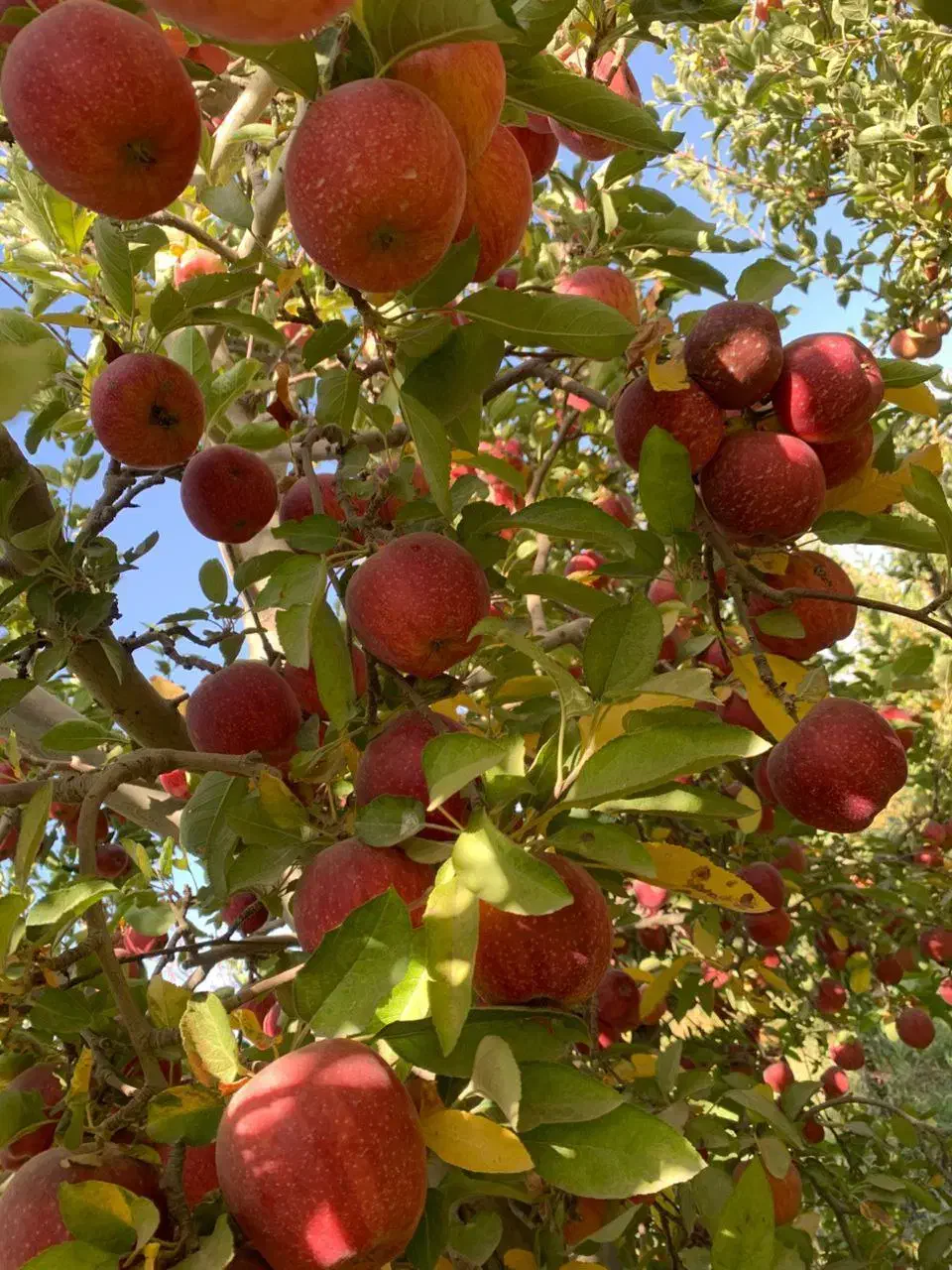 نهالستان پالیز دارای ارقام متنوع نهال های لیبل‌دار|خدمات باغبانی و درختکاری|قروه, |دیوار