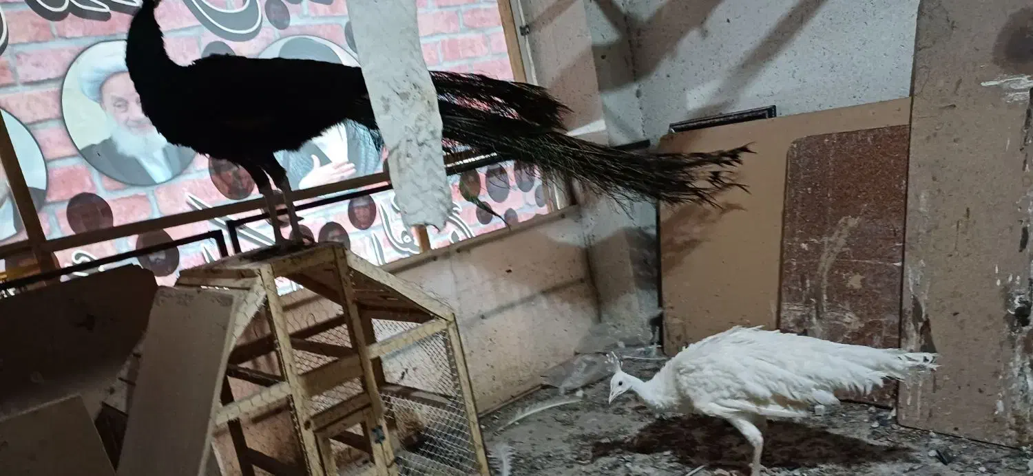 یک جفت طاووس مولد|پرنده|مشهد, ولیعصر (شهرک غرب)|دیوار