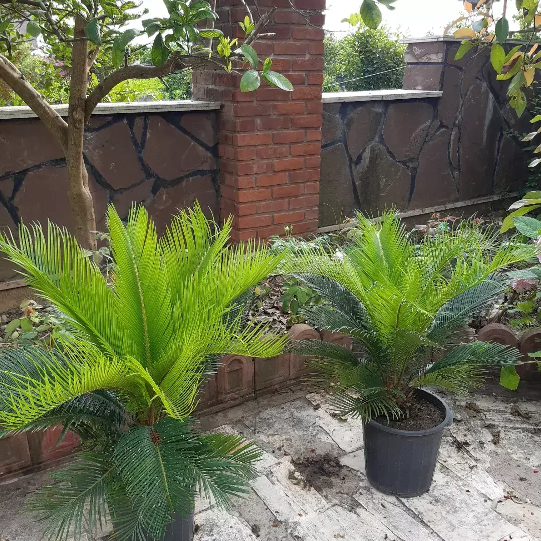 گلهای بیرونی|گل و گیاه طبیعی|نشتارود, |دیوار