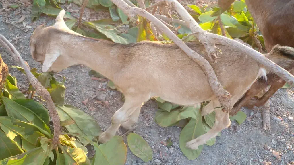 بز و کهره|حیوانات مزرعه|بندرعباس, |دیوار